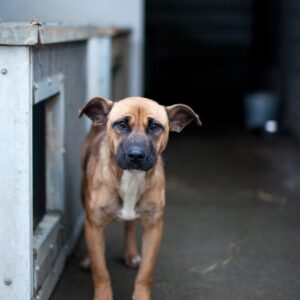 Fern standing in her kennel