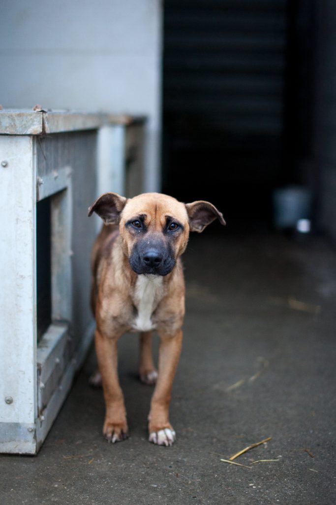 Fern standing in her kennel