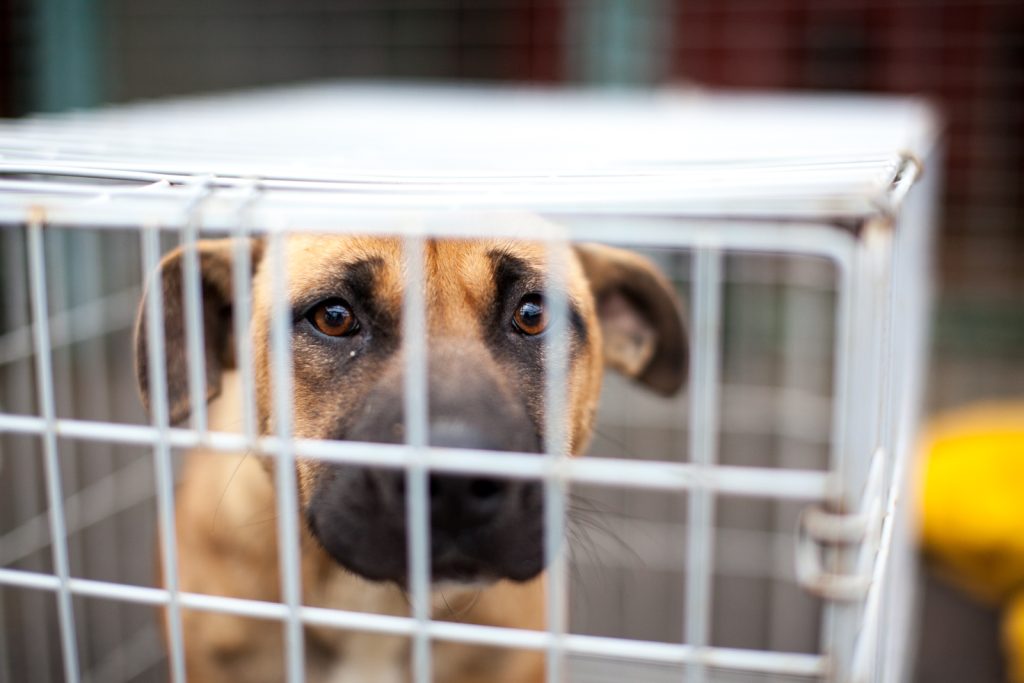 Fern looking out from her crate