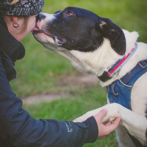 Hooch kissing shelter staff