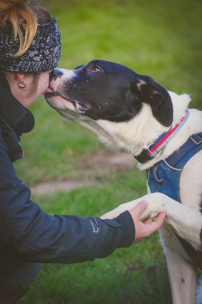 Hooch kissing shelter staff