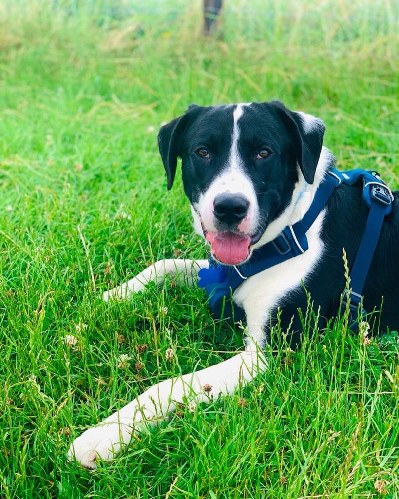 Hooch smiling laying down on the grass