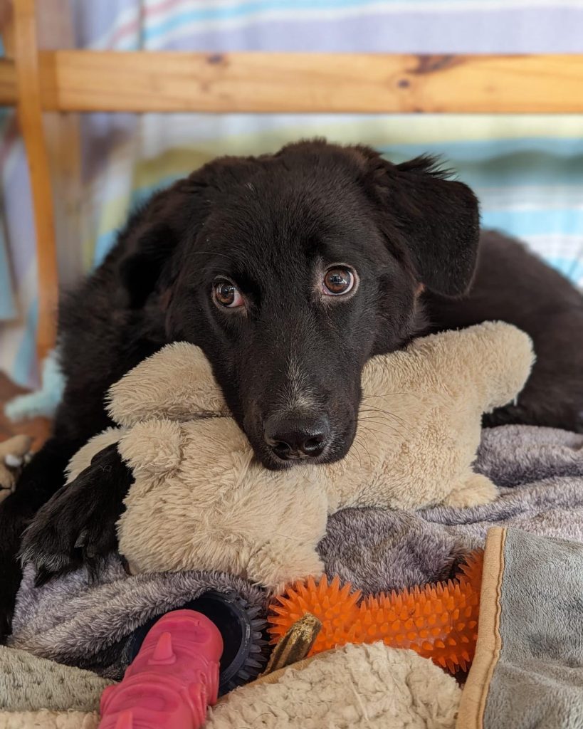 Ken resting his head on a toy