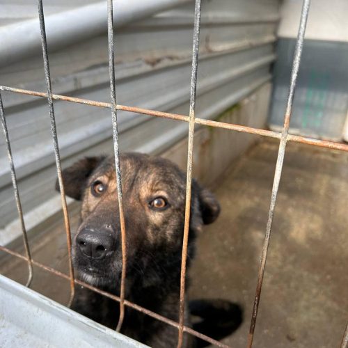 Muddy looking out of his shelter