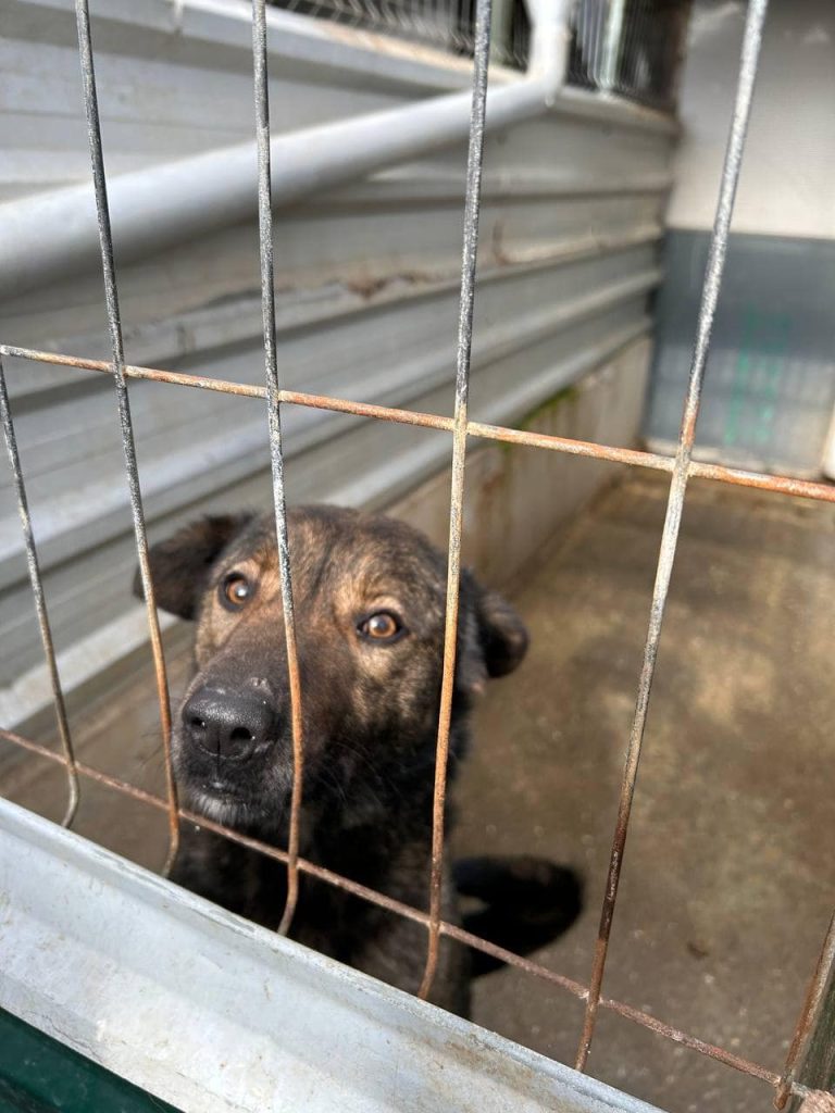 Muddy looking out of his shelter