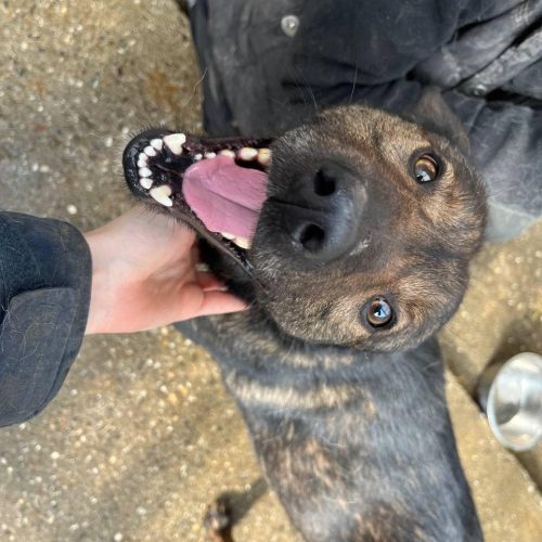 Muddy smiling with a chin rub