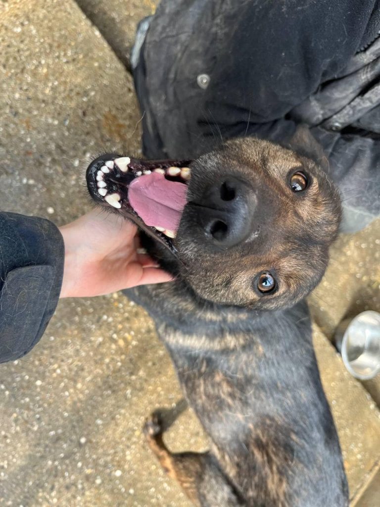 Muddy smiling with a chin rub