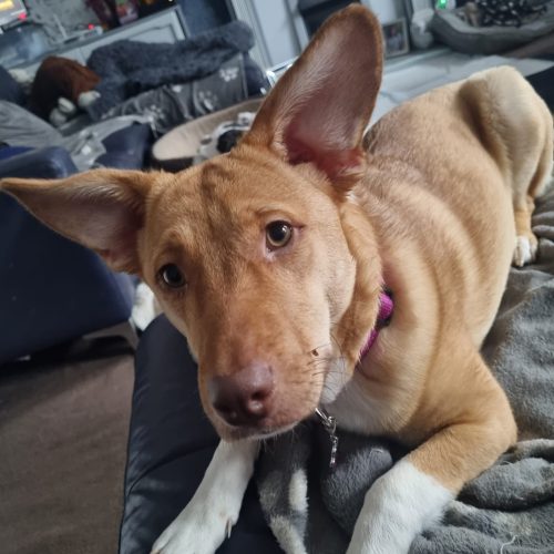 Poppy laying down on the sofa