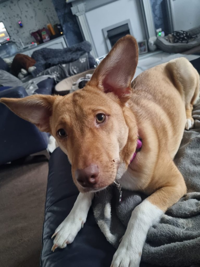 Poppy laying down on the sofa