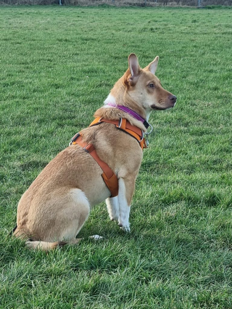 Poppy sitting in the field