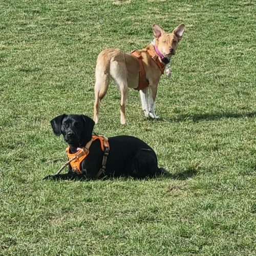 Poppy in the field with another dog