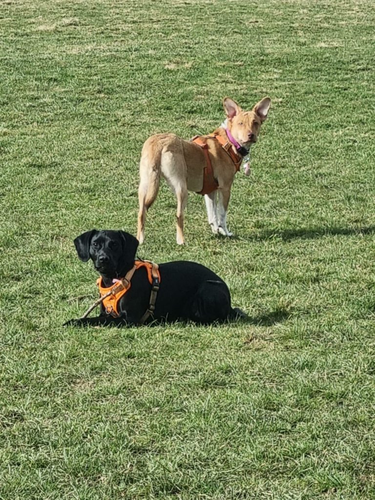 Poppy in the field with another dog