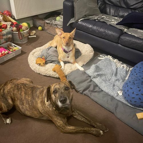 Poppy sitting with her foster brothers