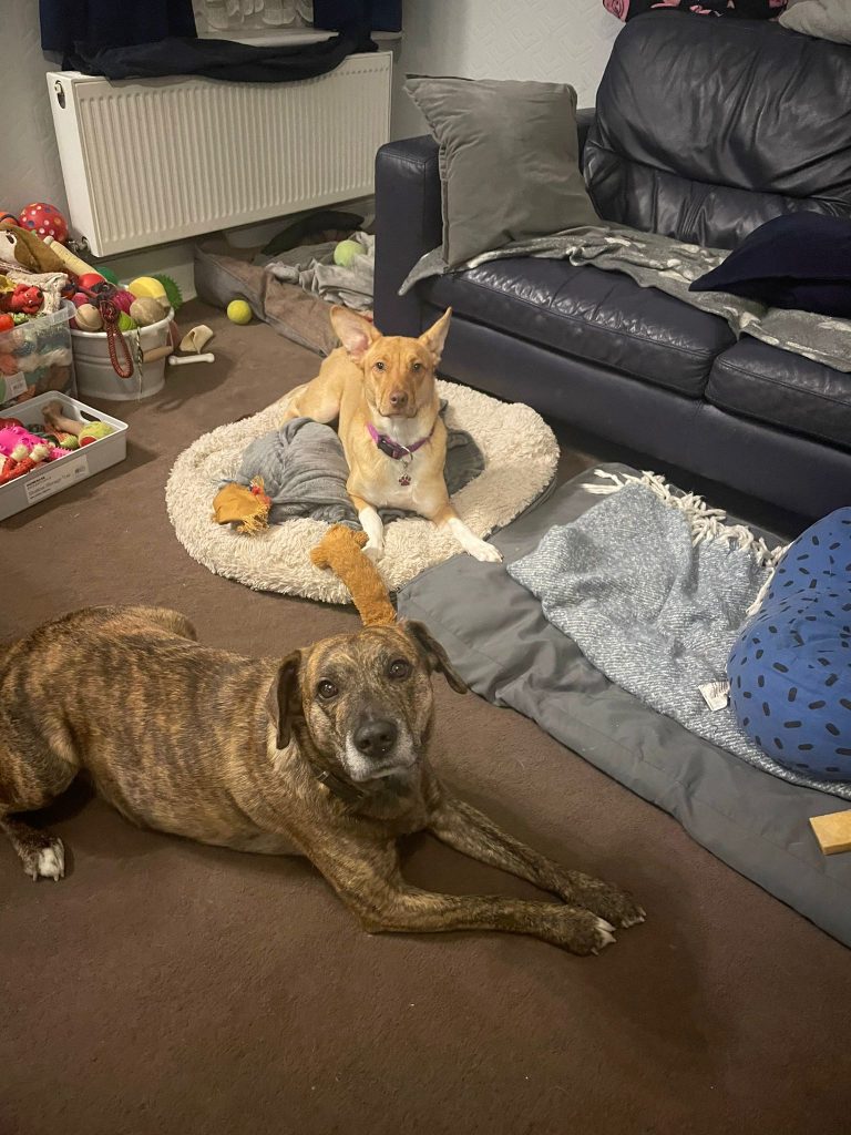 Poppy sitting with her foster brothers