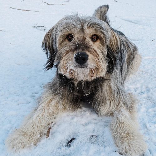 Romy laying in the snow