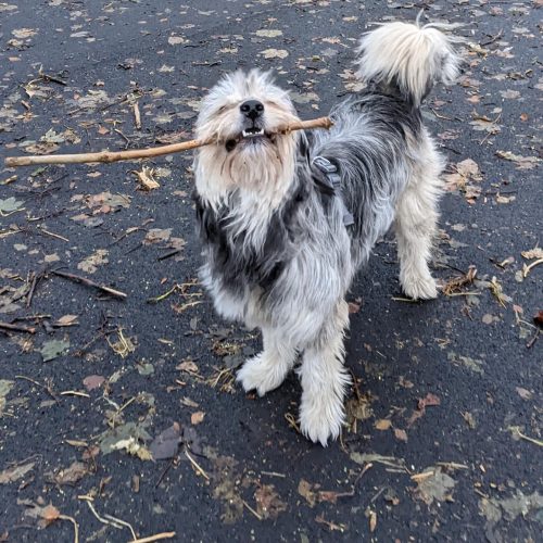 Romy with a stick