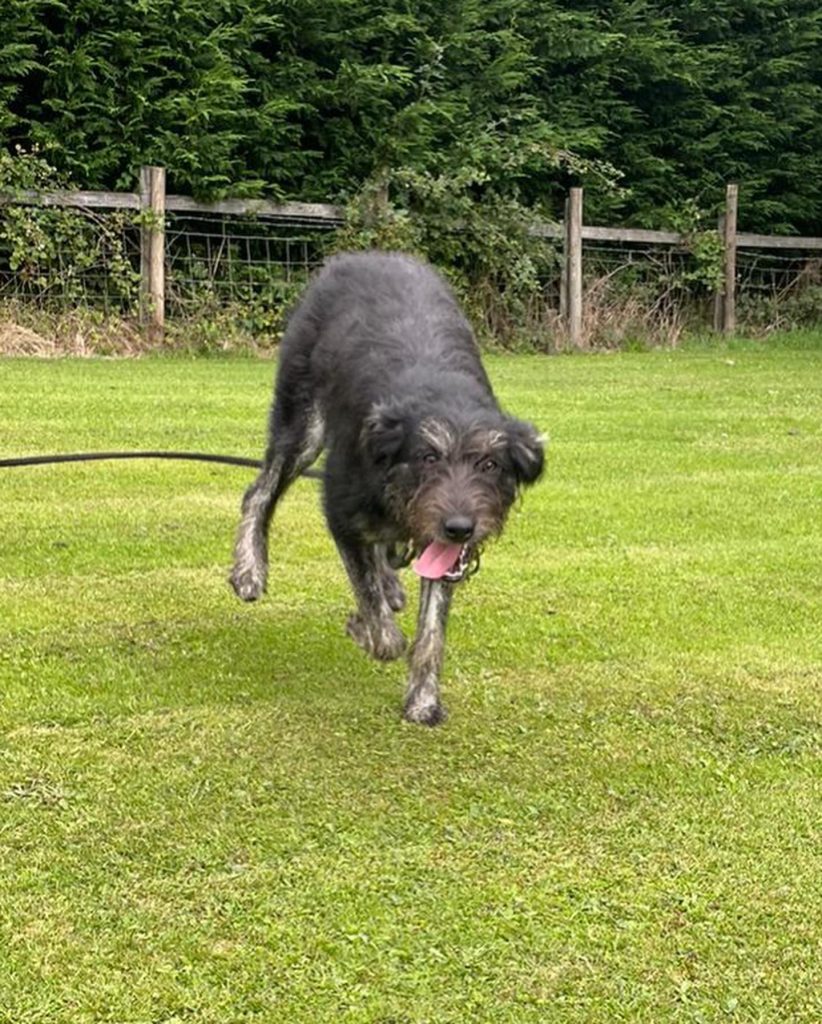 Rose running with her tongue out