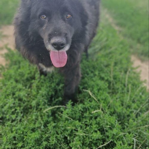 Rufus running through the field