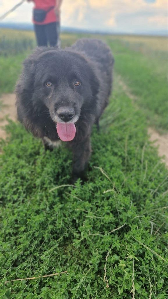 Rufus running through the field