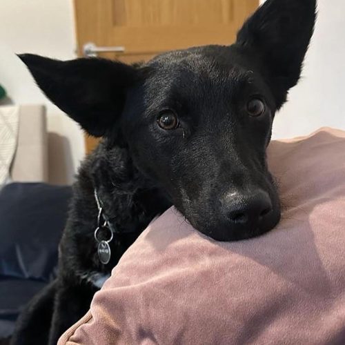 Sarabi resting her head on the sofa