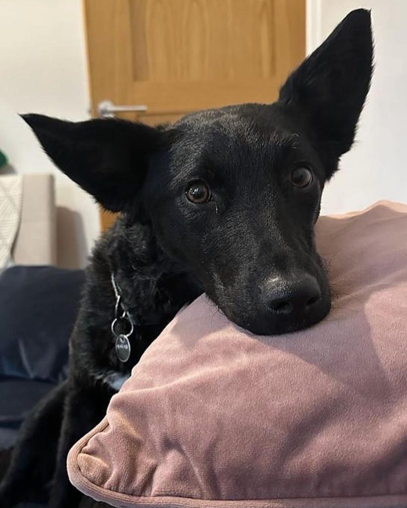 Sarabi resting her head on the sofa