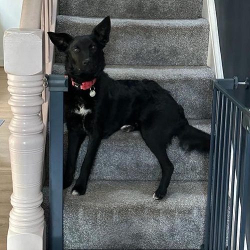 Sarabi sitting on the stairs