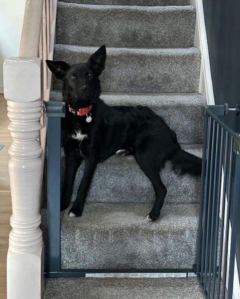 Sarabi sitting on the stairs