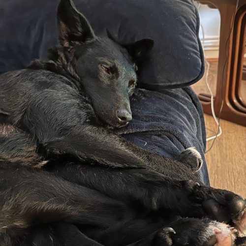 Sarabi snoozing on the sofa