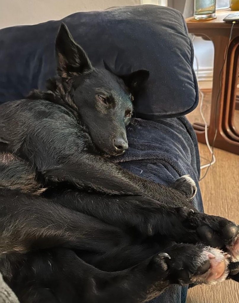 Sarabi snoozing on the sofa