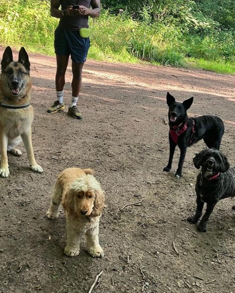 Sarabi with other dogs