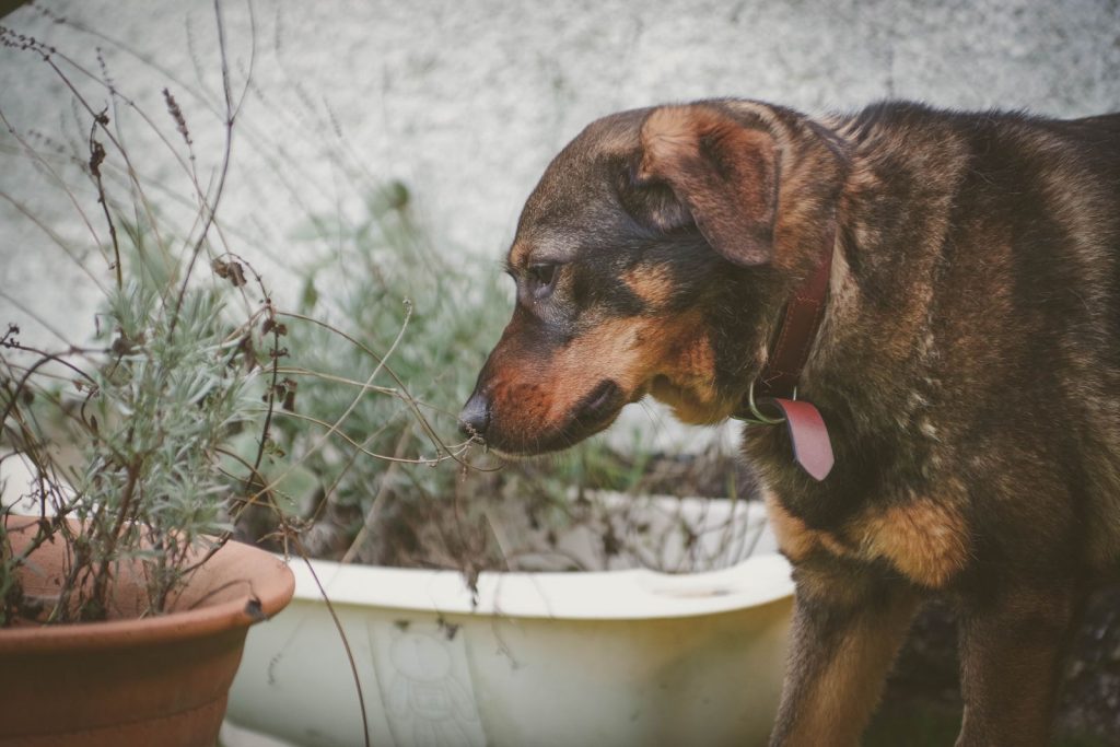 Winnie sniffin a plant