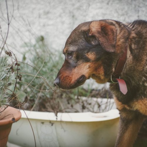 Winnie sniffin a plant