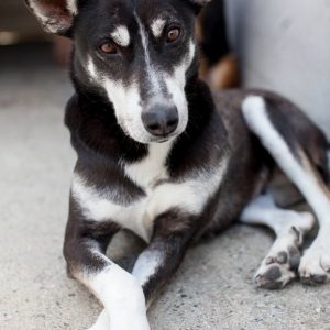 Coco, the huskey, laying down with her paws crossed