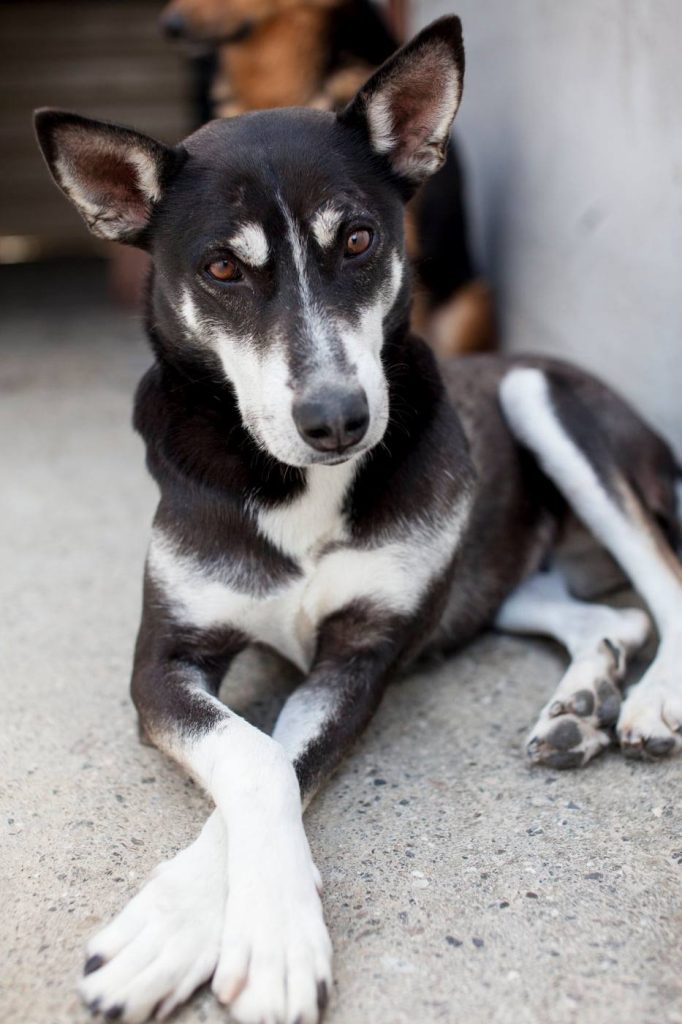 Coco, the huskey, laying down with her paws crossed