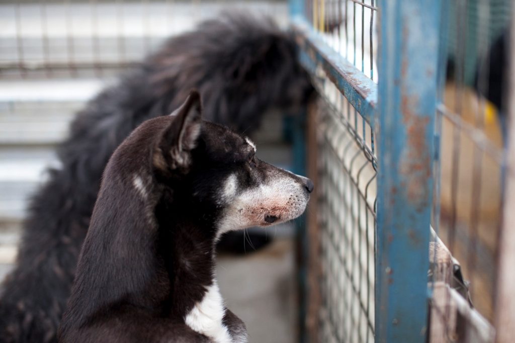 Coco looking out of the kennels