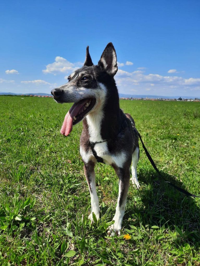 Coco smiling on a green field