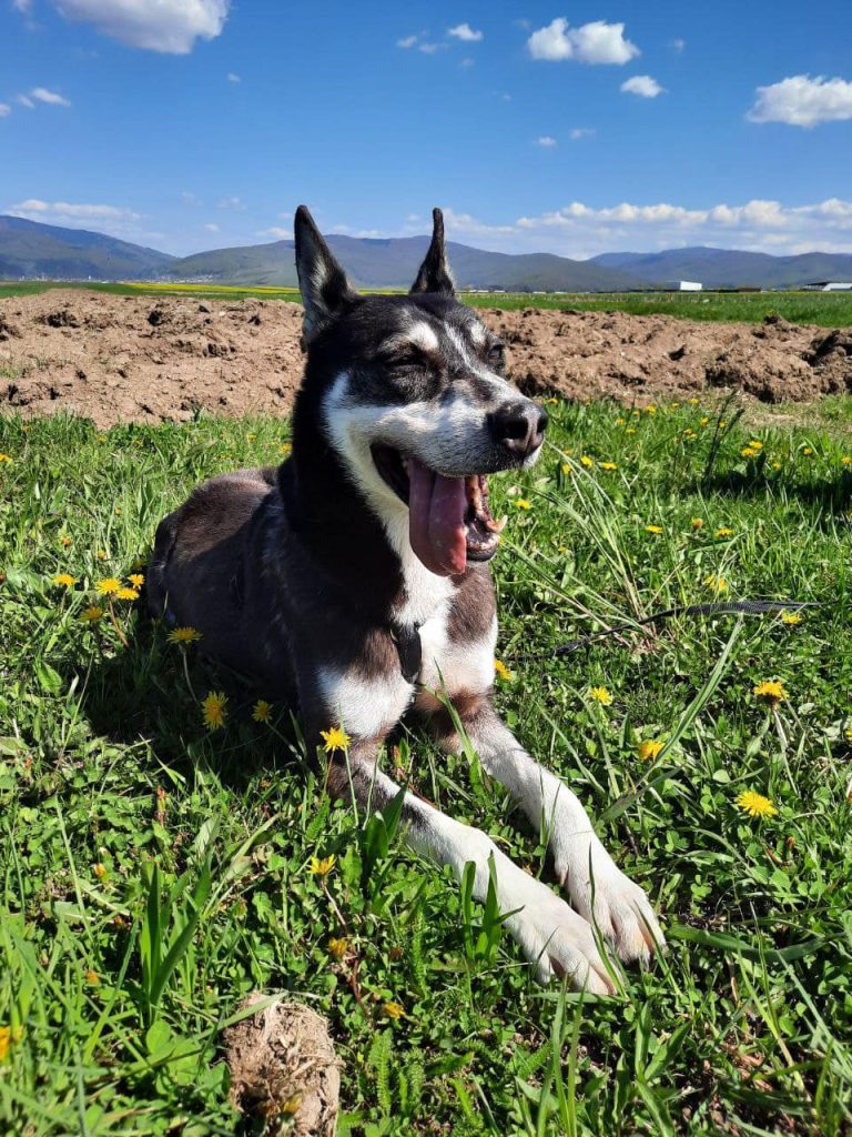 Coco laying down in the field