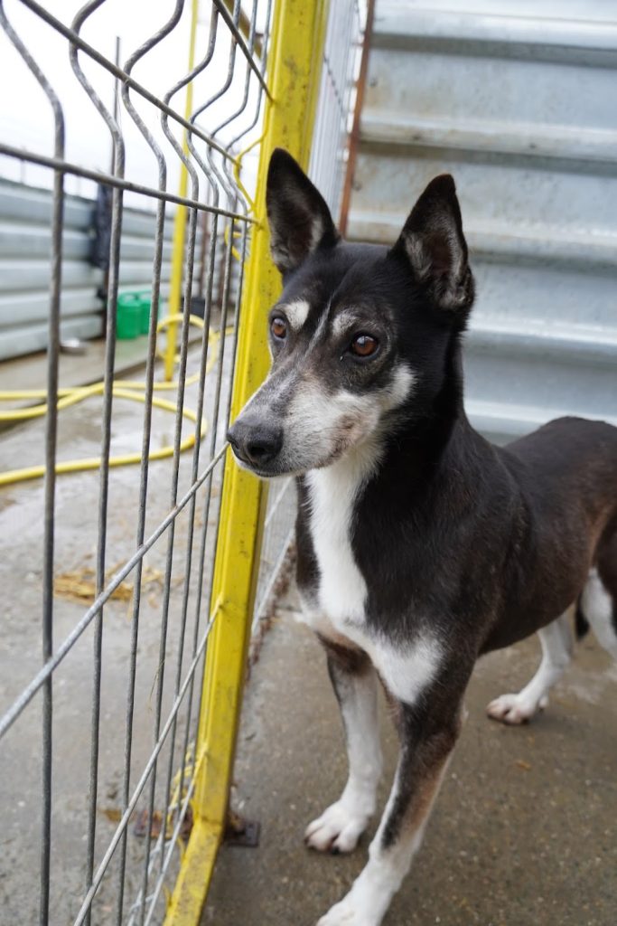 Coco looking out of her kennel