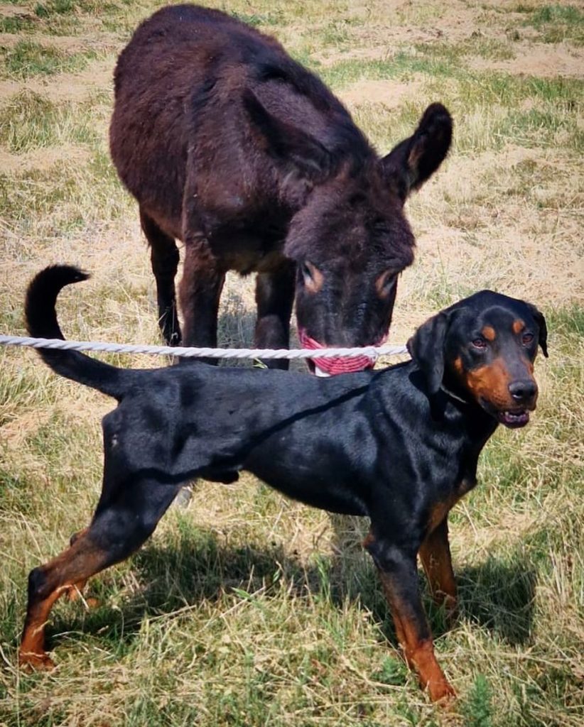 Eddie with a donkey