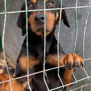 Eddie jumping up at the kennel cage