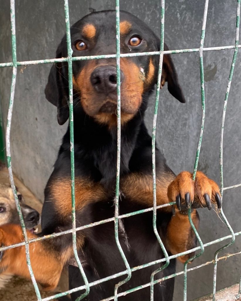 Eddie jumping up at the kennel cage