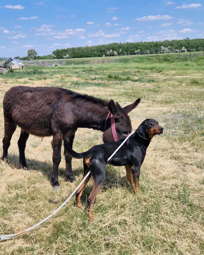 Eddie with a donkey