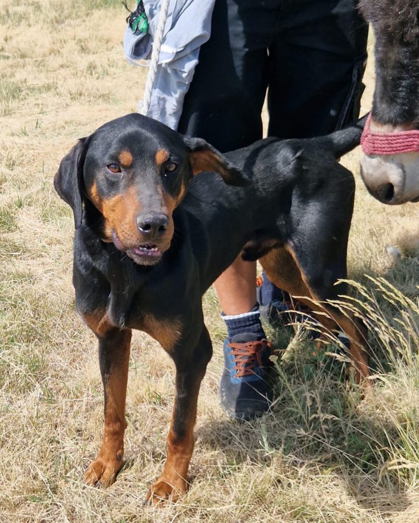 Eddie in a field