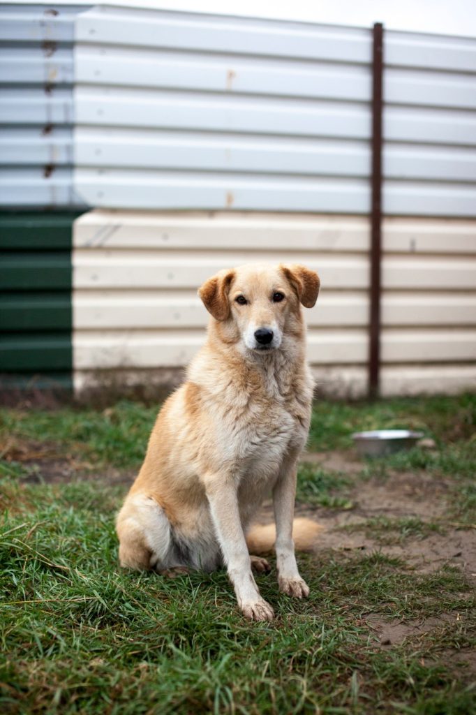 Lea sitting nicely