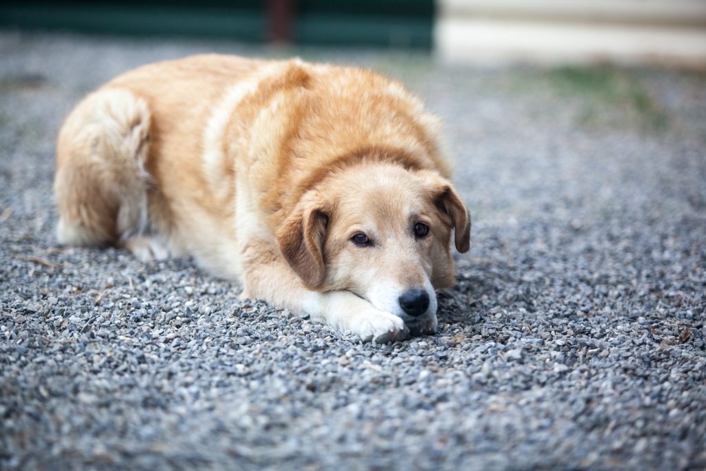 Lea resting on the floor