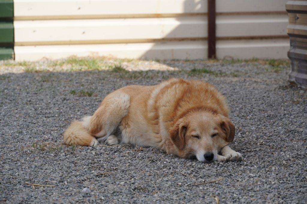 Lea having a snooze