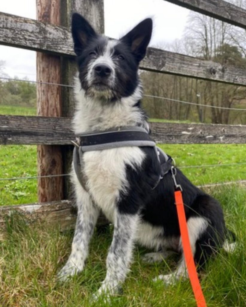 Mila sitting in the field