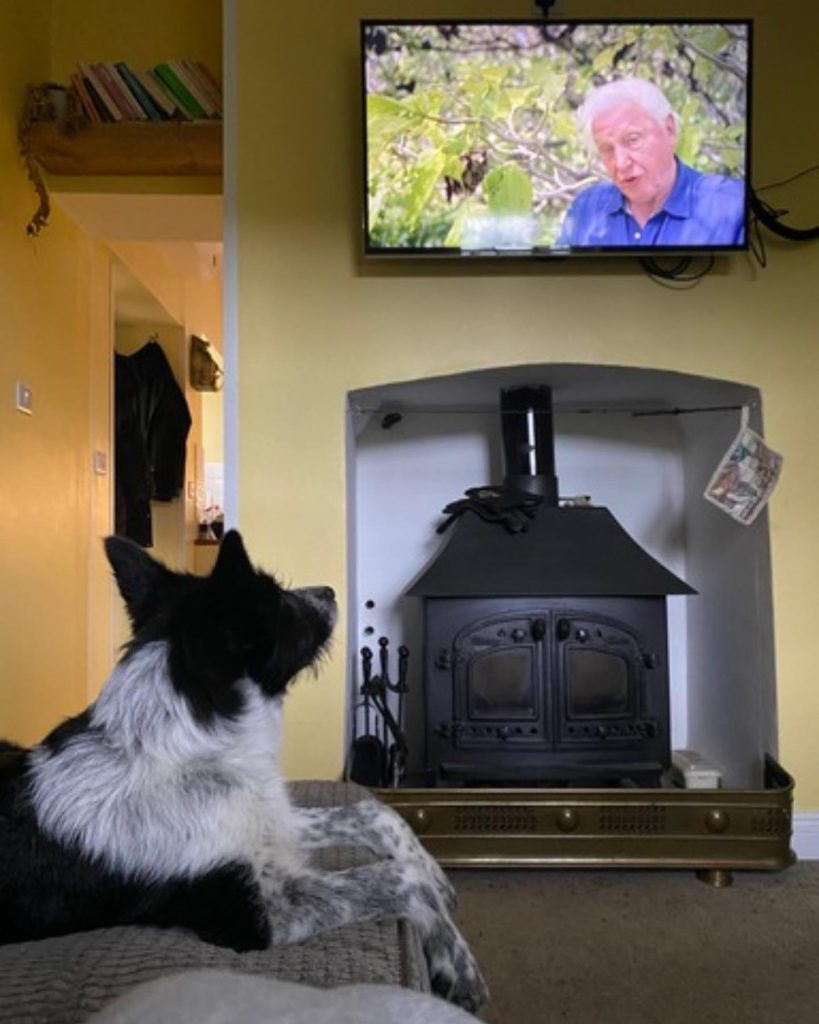 Mila watching the TV