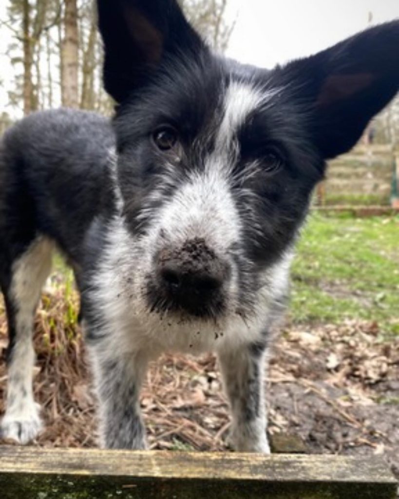 Mila with mud on her nose