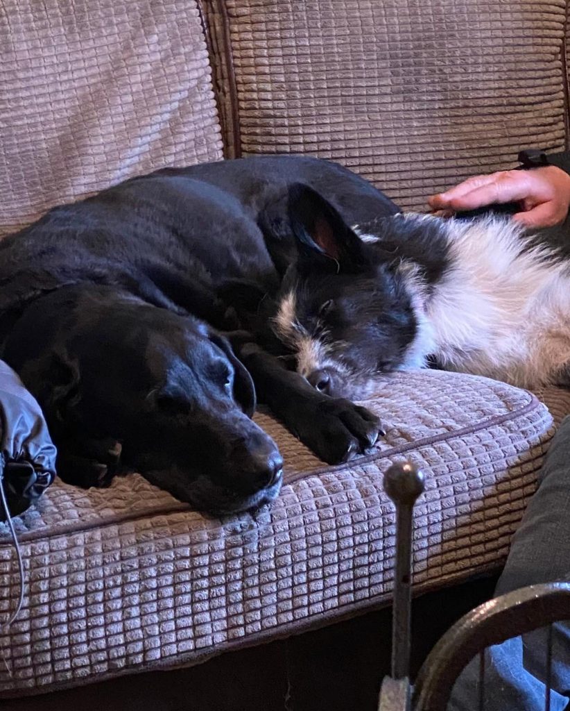 Mila asleep on the sofa with another dog